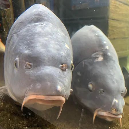 Mueritzblick 3* Gotthun