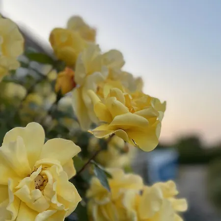 Mueritzblick Maison d'hôtes Gotthun